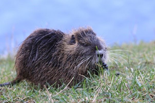 muskusrat