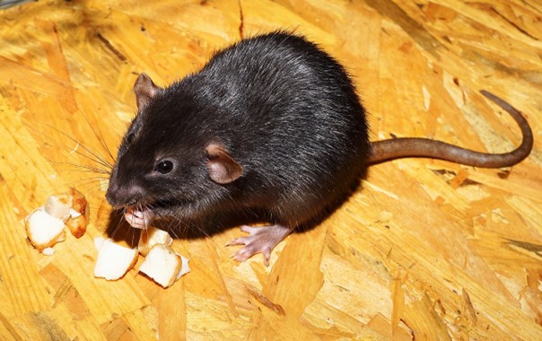 zwarte rat